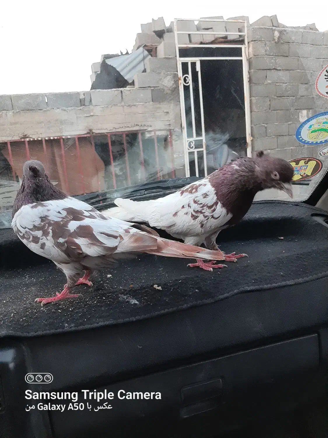 کله سرخ|پرنده|گنبد کاووس, |دیوار