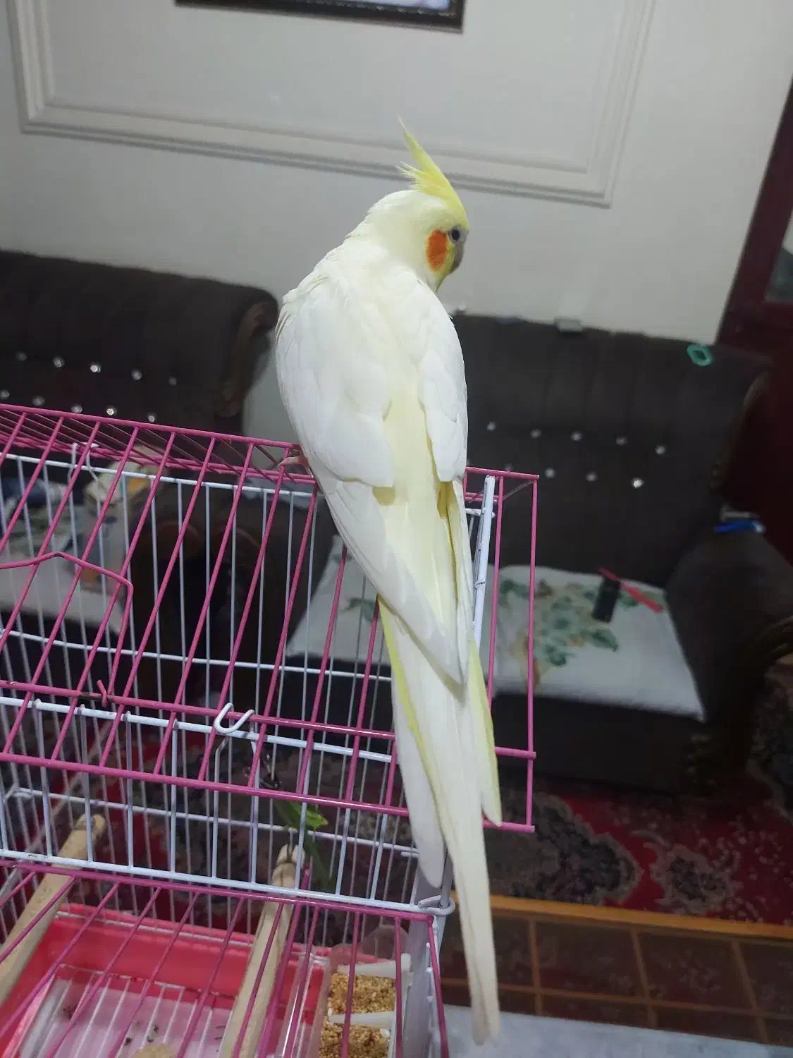 عروس هلندی لوتینو ماده رام شش ماهه مست مست|پرنده|رشت, یخسازی|دیوار