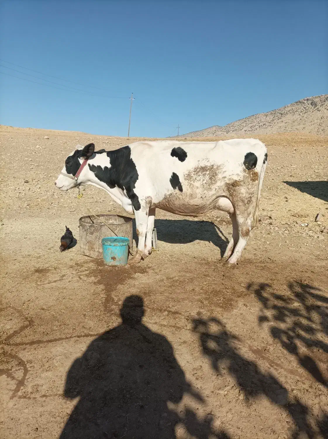 گاو آبستن و یک عدد گوساله ماده|حیوانات مزرعه|سیروان, |دیوار