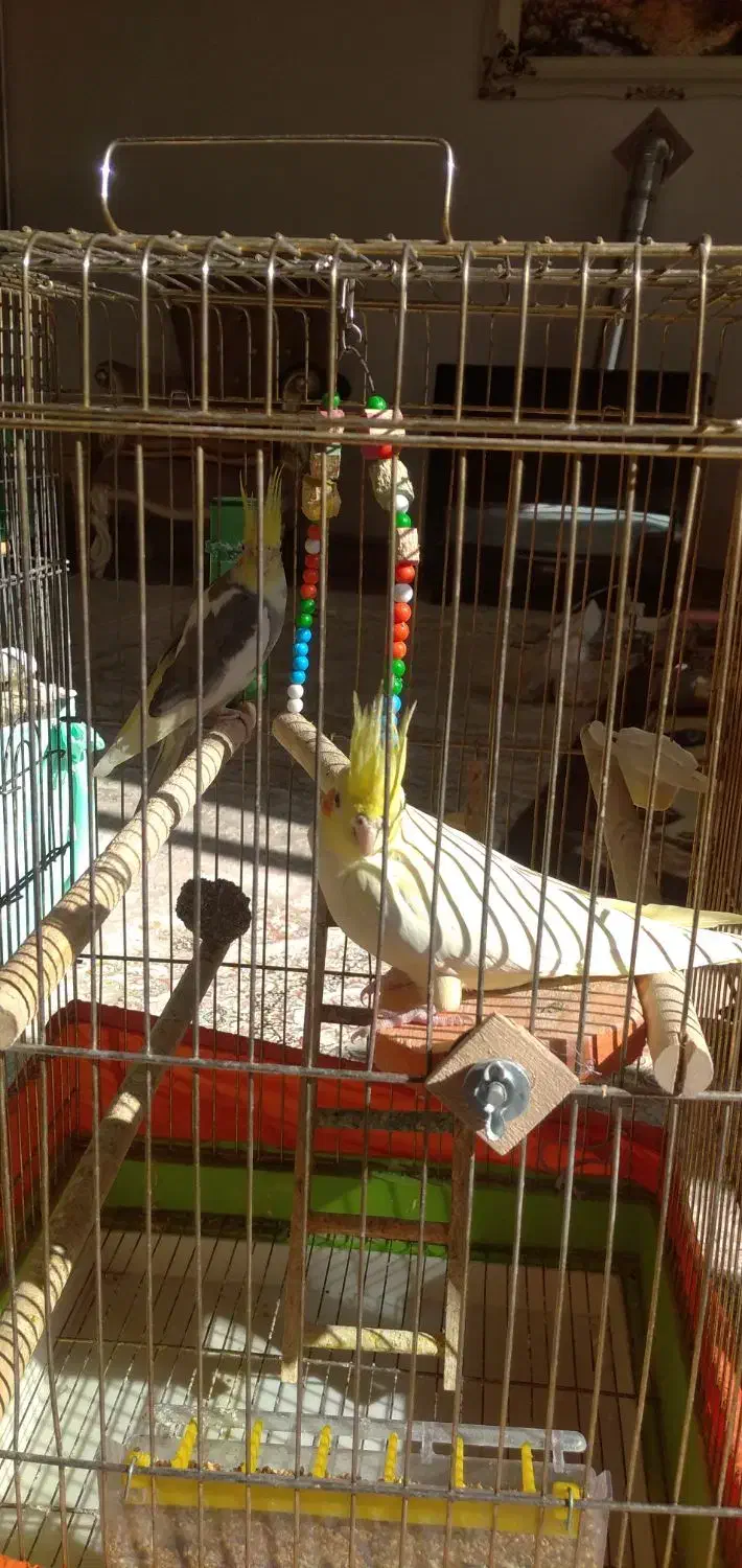 عروس هلندی جفت همراه تخم|پرنده|مهاباد (آذربایجان غربی), |دیوار