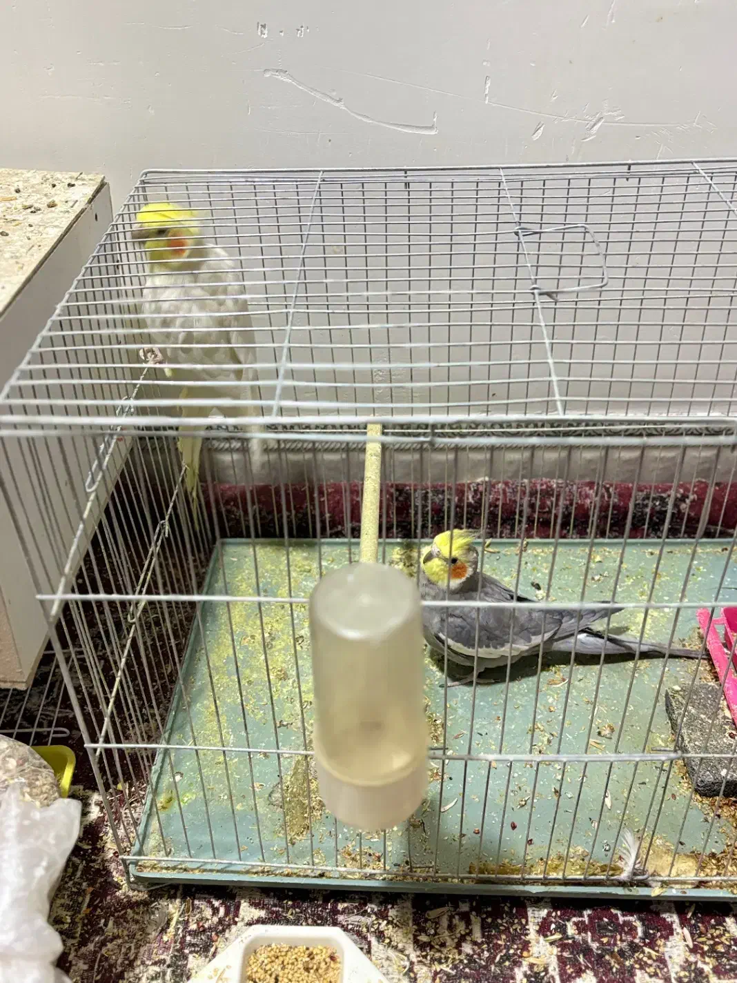 عروس هلندی طوطی کتوله|پرنده|زرند, |دیوار