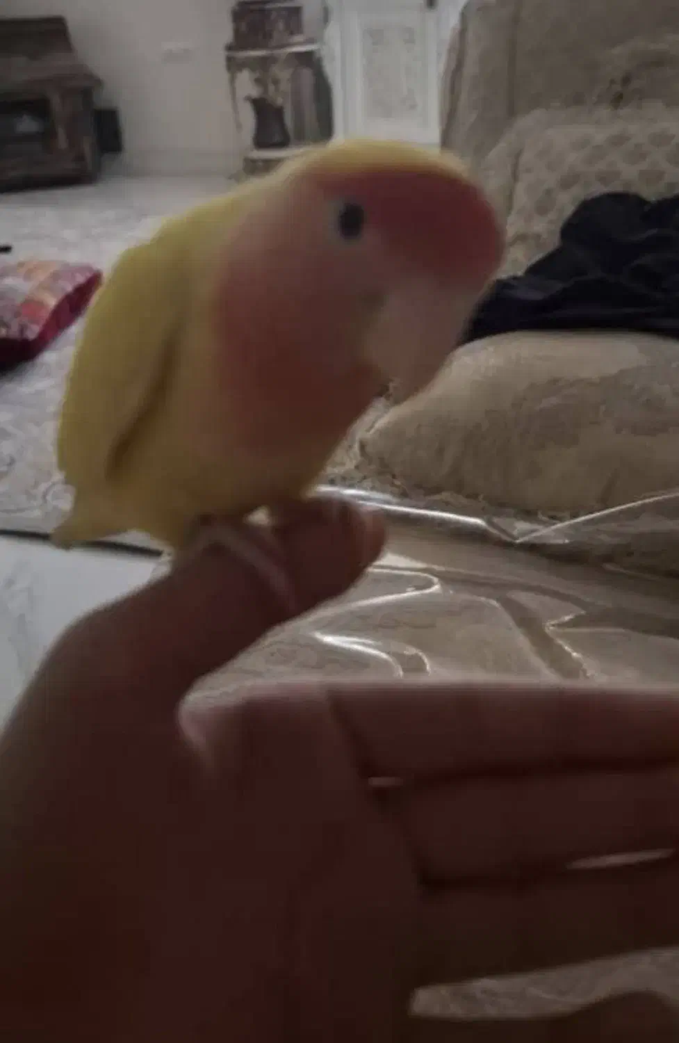 طوطی برزیلی ماده باهوش|پرنده|ری, هاشمآباد|دیوار