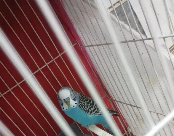 مرغ عشق ابی|پرنده|یزد, |دیوار