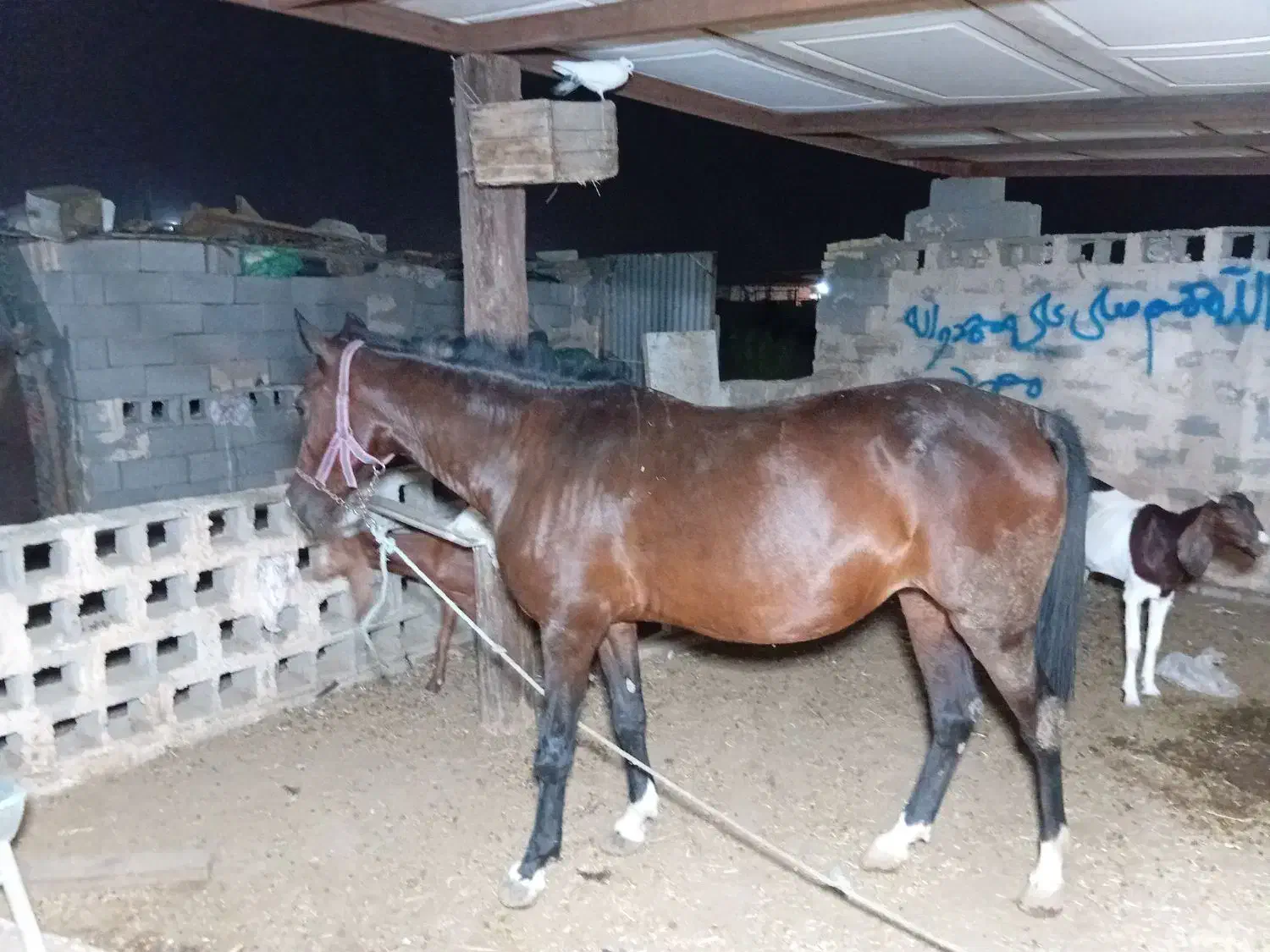 اسب عرب|اسب و تجهیزات اسب‌سواری|امیدیه, |دیوار