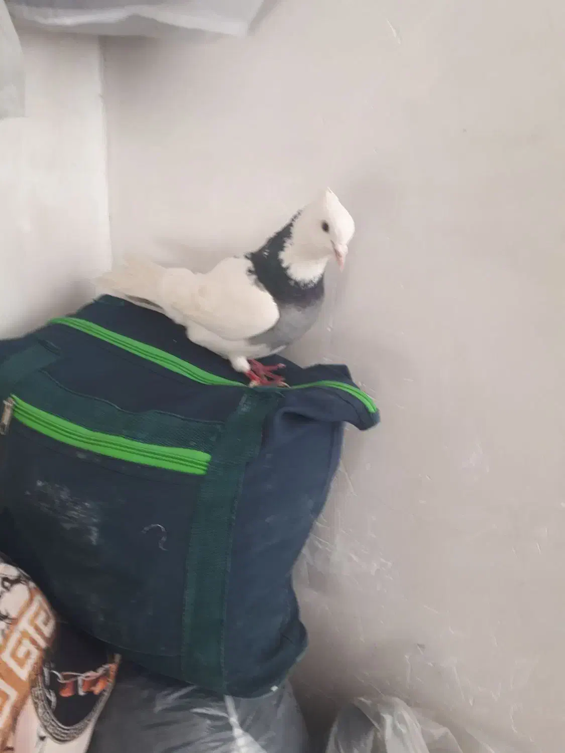 نر ابلق|حیوانات|کرمانشاه, |دیوار