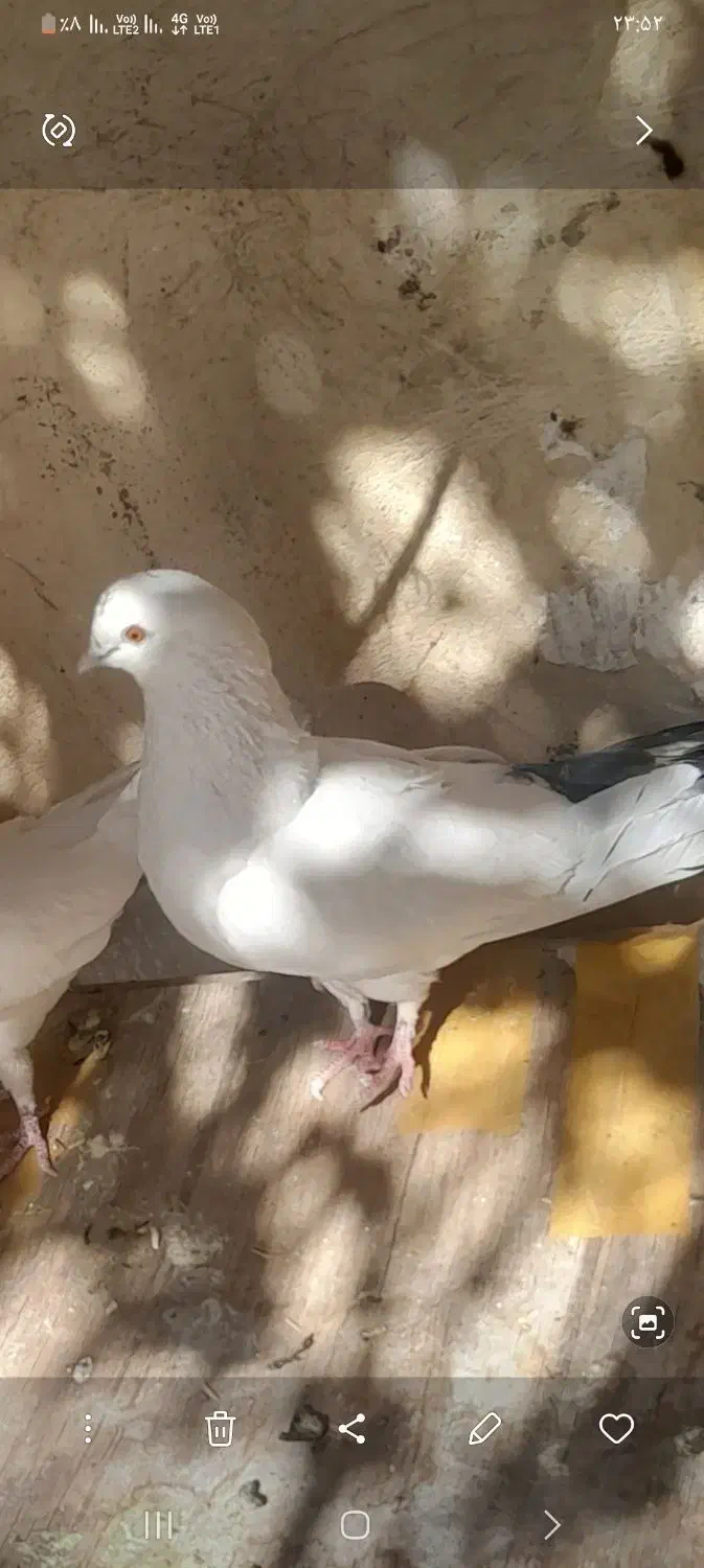 کم شده|پرنده|ملایر, |دیوار