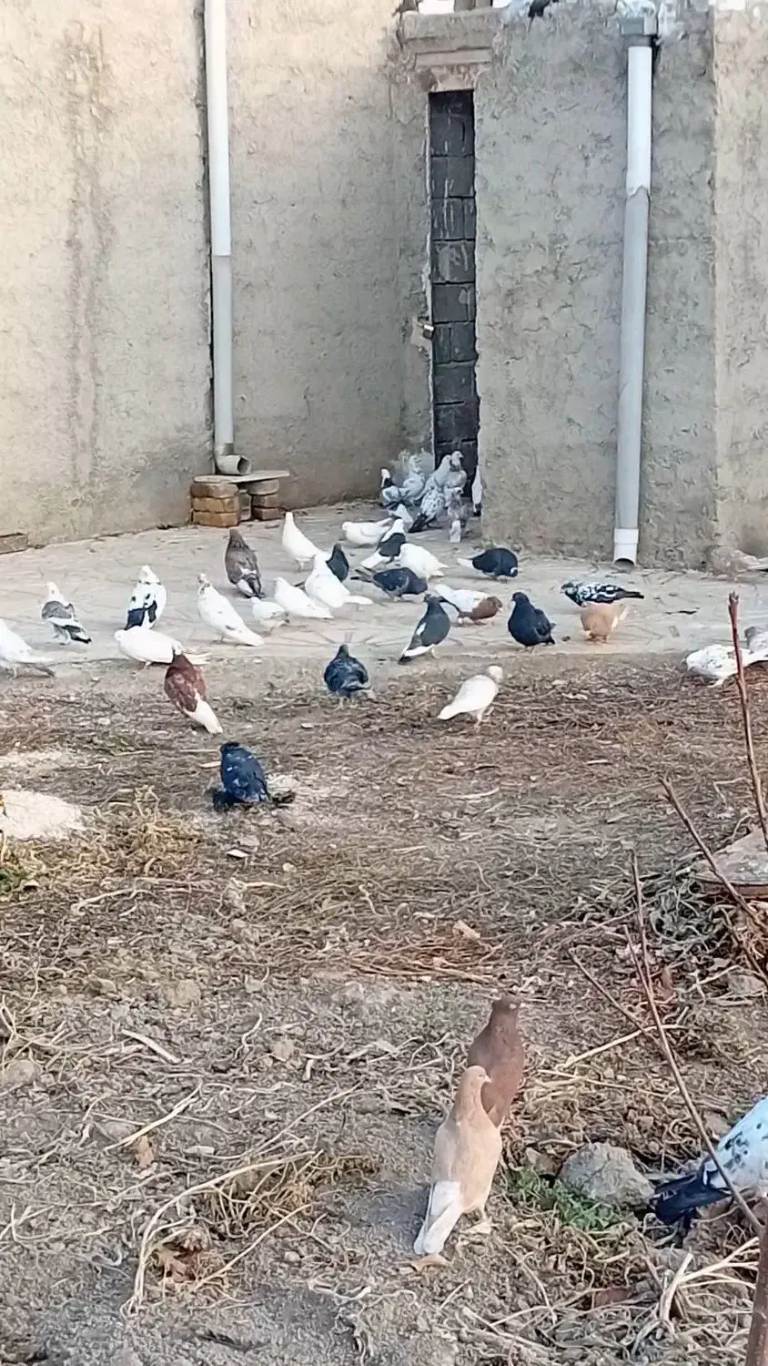 فروش ۳۰ عدد کبوتر پرش بالا در همه رنگ|پرنده|ارومیه, |دیوار