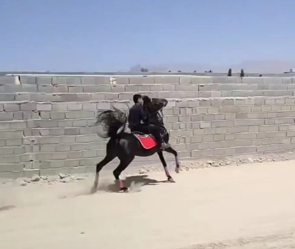 مادیان مشکی|اسب و تجهیزات اسب‌سواری|اصفهان, نقش جهان|دیوار