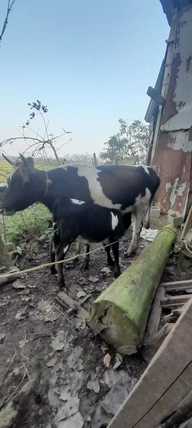 گاو|حیوانات مزرعه|صومعه‌سرا, |دیوار