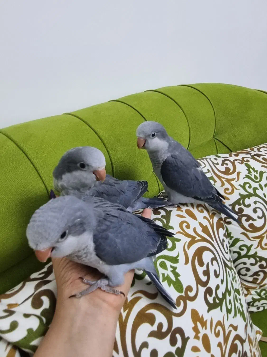 راهب نرمخور|پرنده|گرمدره, |دیوار