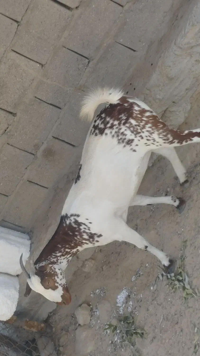 گیسهنزار|حیوانات مزرعه|قشم, |دیوار