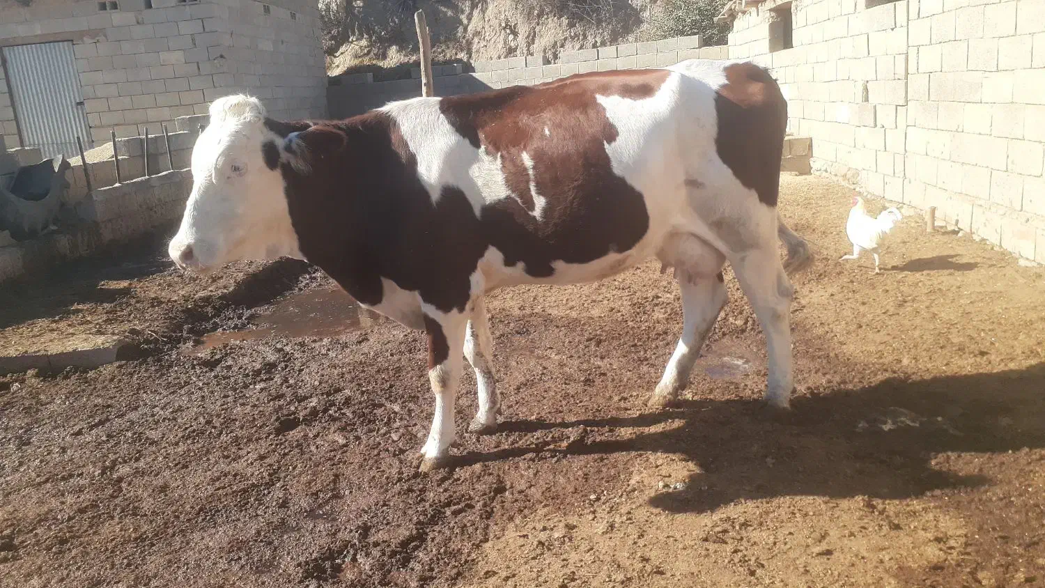 گاو شیری|حیوانات مزرعه|فراغی, |دیوار