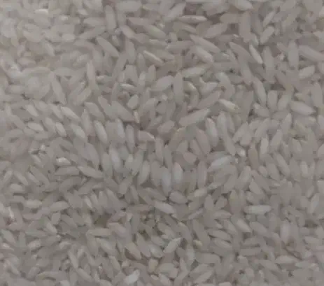 برنج و چلتک چمپای شهر میداوود|عمده‌فروشی|باغ ملک, |دیوار