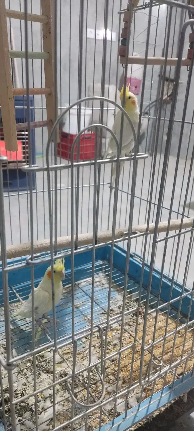 عروس هلندی مولد با دوتا جوجه بزرگ|پرنده|نورآباد, |دیوار