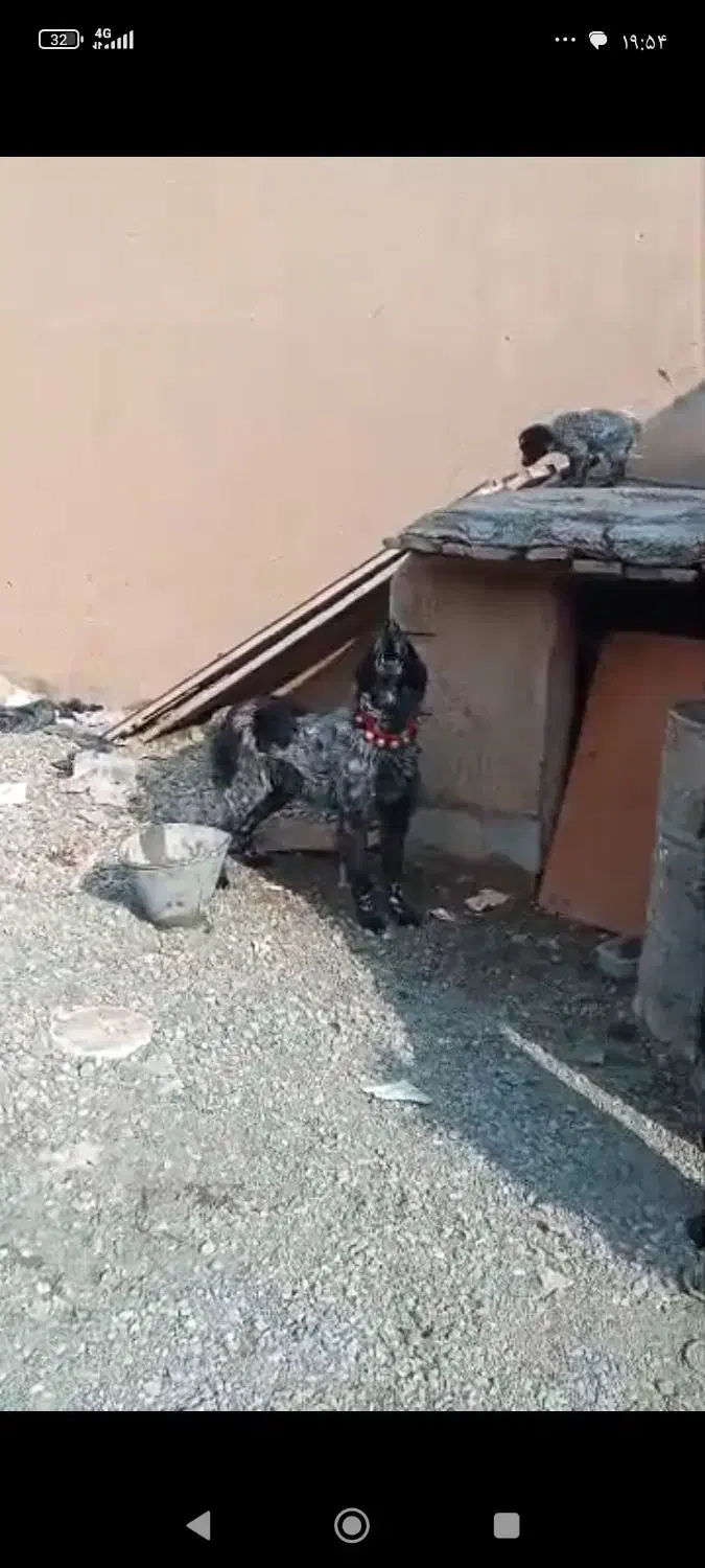 سگ خاسگری|حیوانات|اصفهان, قهجاورستان|دیوار