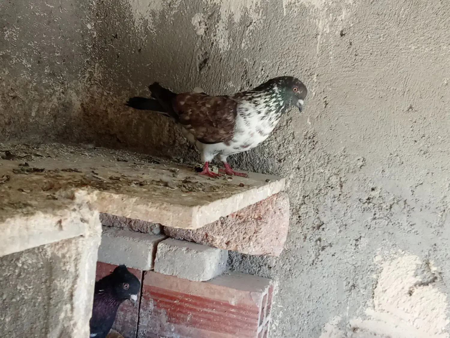 فرفرا|پرنده|اردبیل, |دیوار