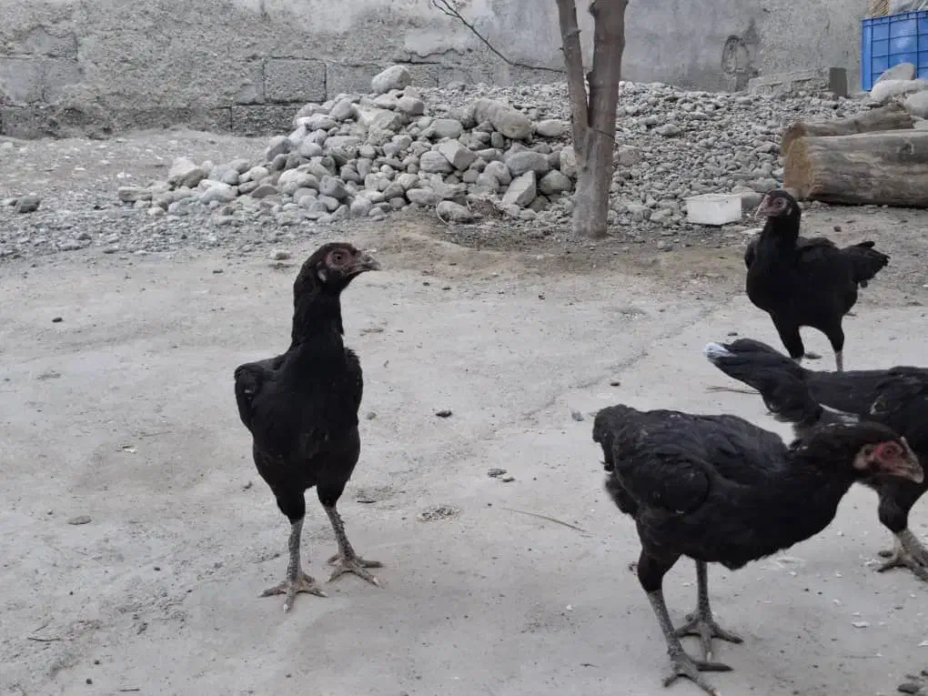 مرغ محلی به فروش  میرسد|حیوانات مزرعه|میناب, |دیوار
