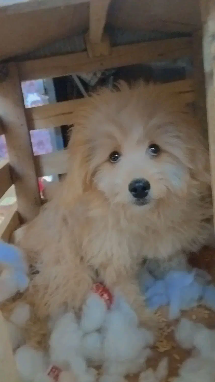 سگ پودل کراس|سگ|مشهد, کوی ولیعصر|دیوار