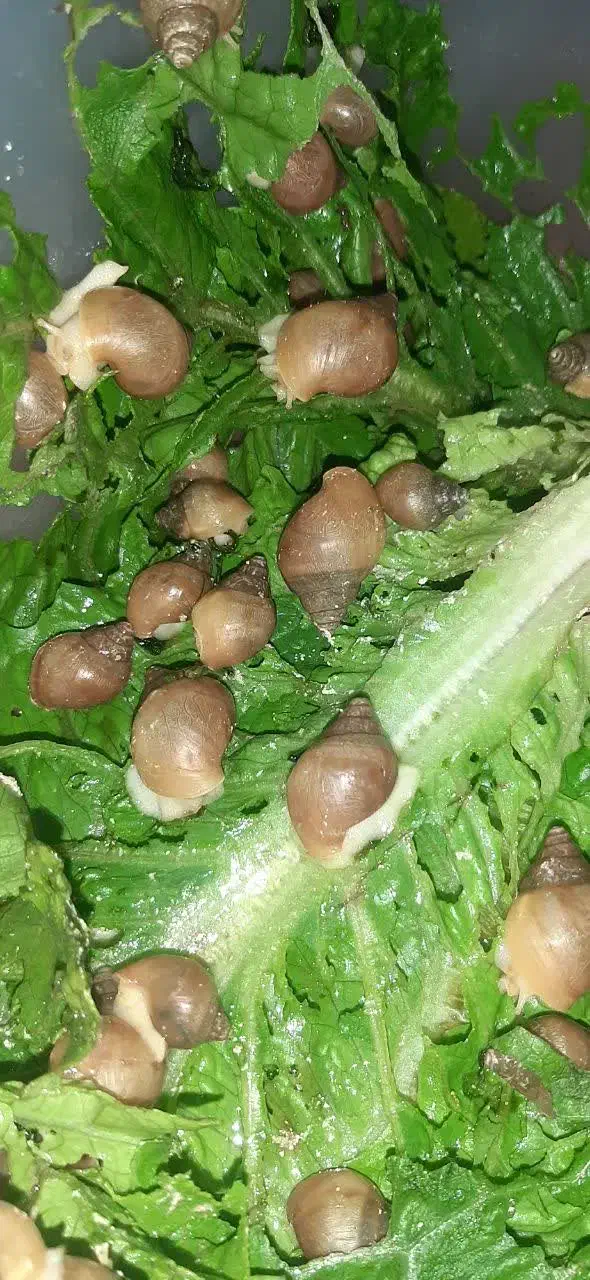 حلزون|حیوانات مزرعه|تهران, هوانیروز|دیوار