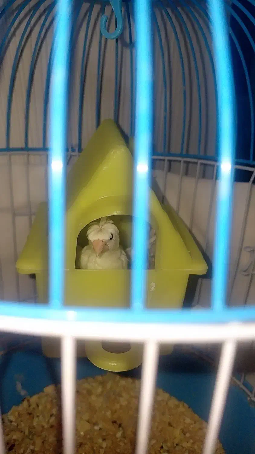 مرغ عشق|پرنده|مشهد, زمرد|دیوار