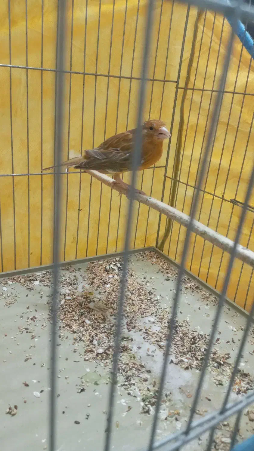 قناری ماده شتری|پرنده|شیراز, محراب|دیوار