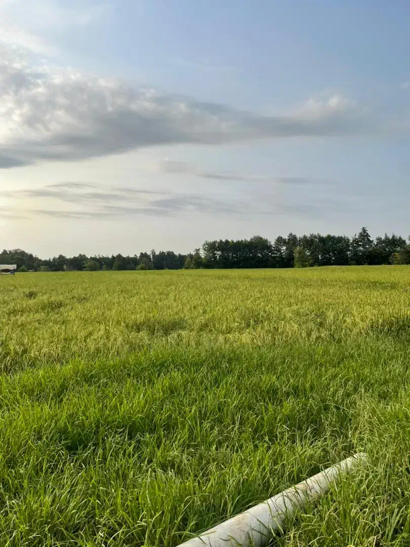 زمین کشاورزی|فروش زمین و ملک کلنگی|رشت, چله خانه|دیوار