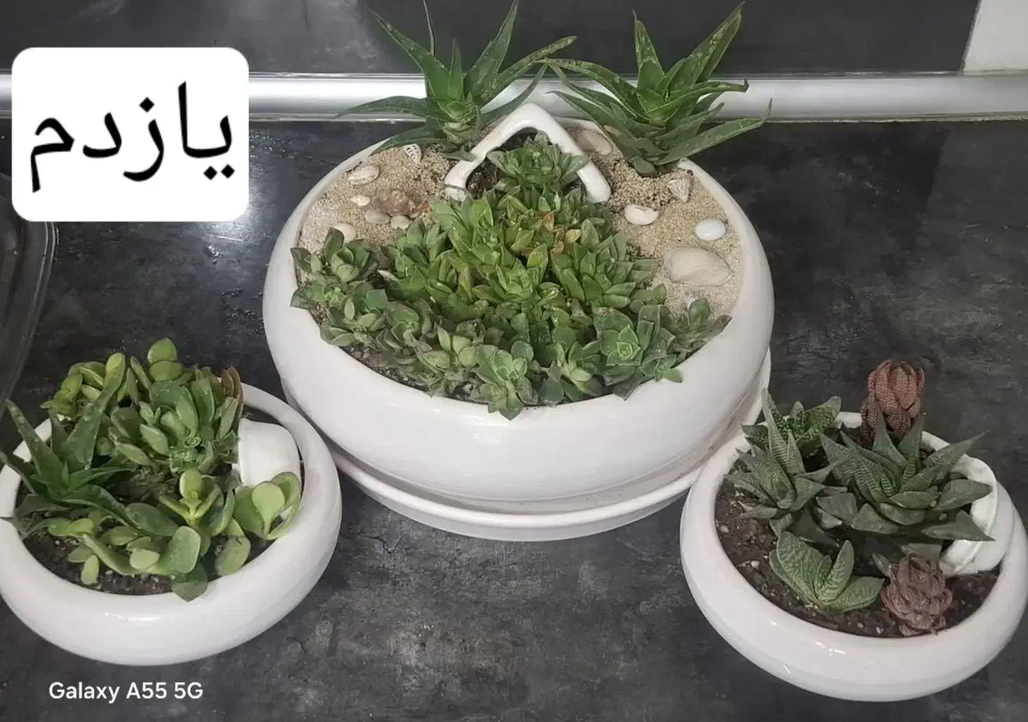 گل طبیعی|گل و گیاه طبیعی|مشهد, شفا|دیوار