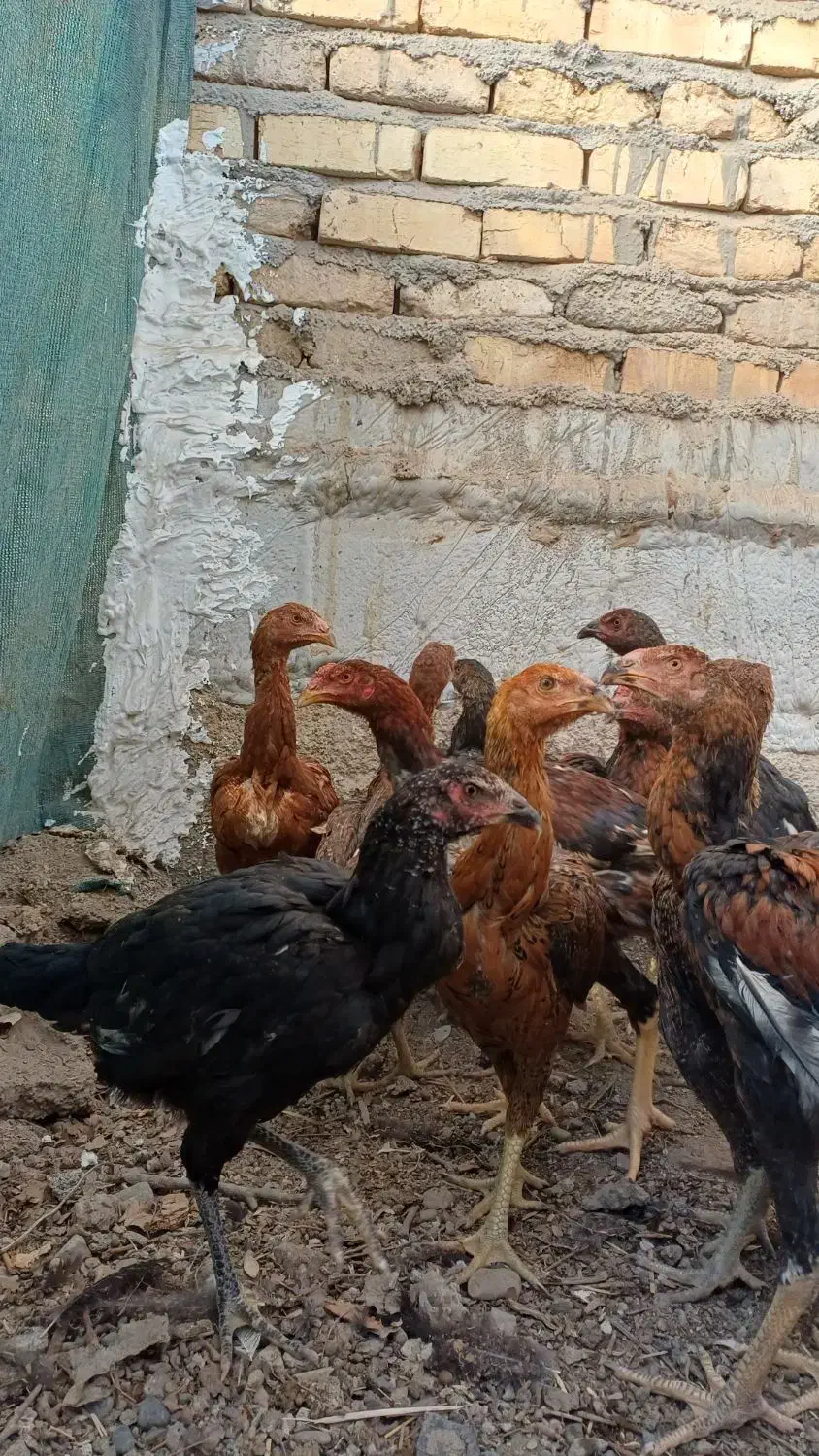 جوجه لاری|حیوانات مزرعه|پیشوا, |دیوار