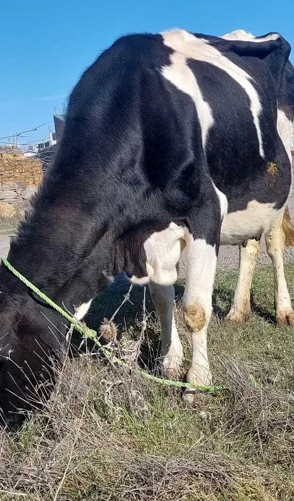 اینی و دوگه|حیوانات|ویلکیج, |دیوار