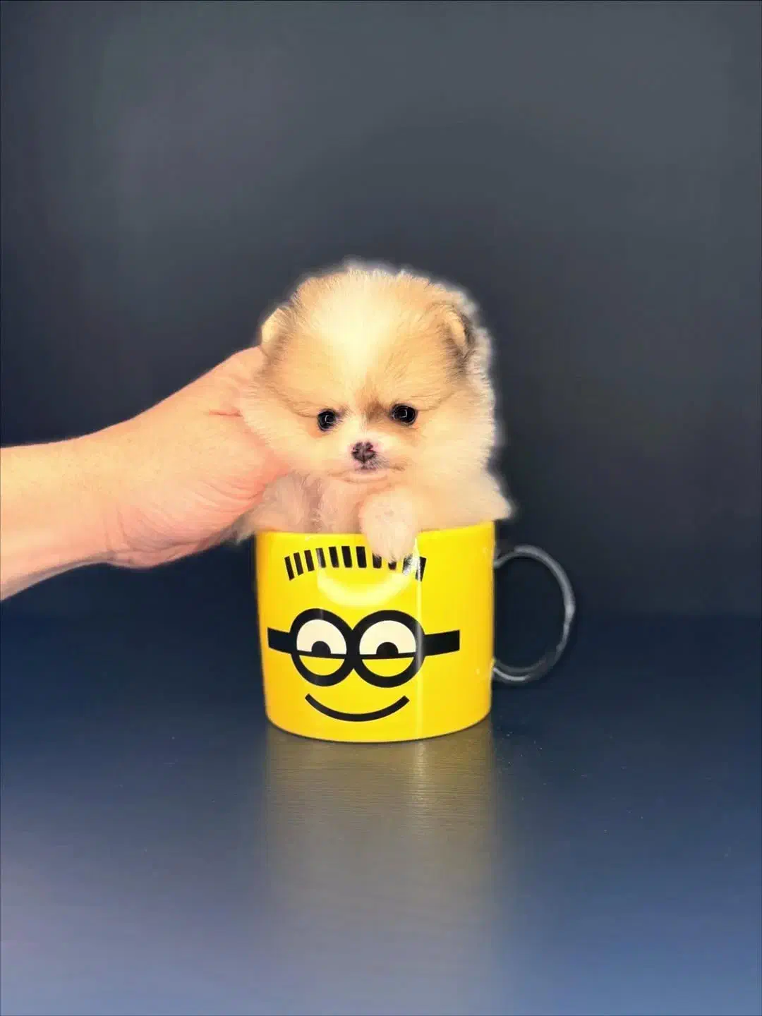 توله سگ پامر . پامرانین فنجونی ۲ ماه|سگ|تهران, شهرک غرب|دیوار