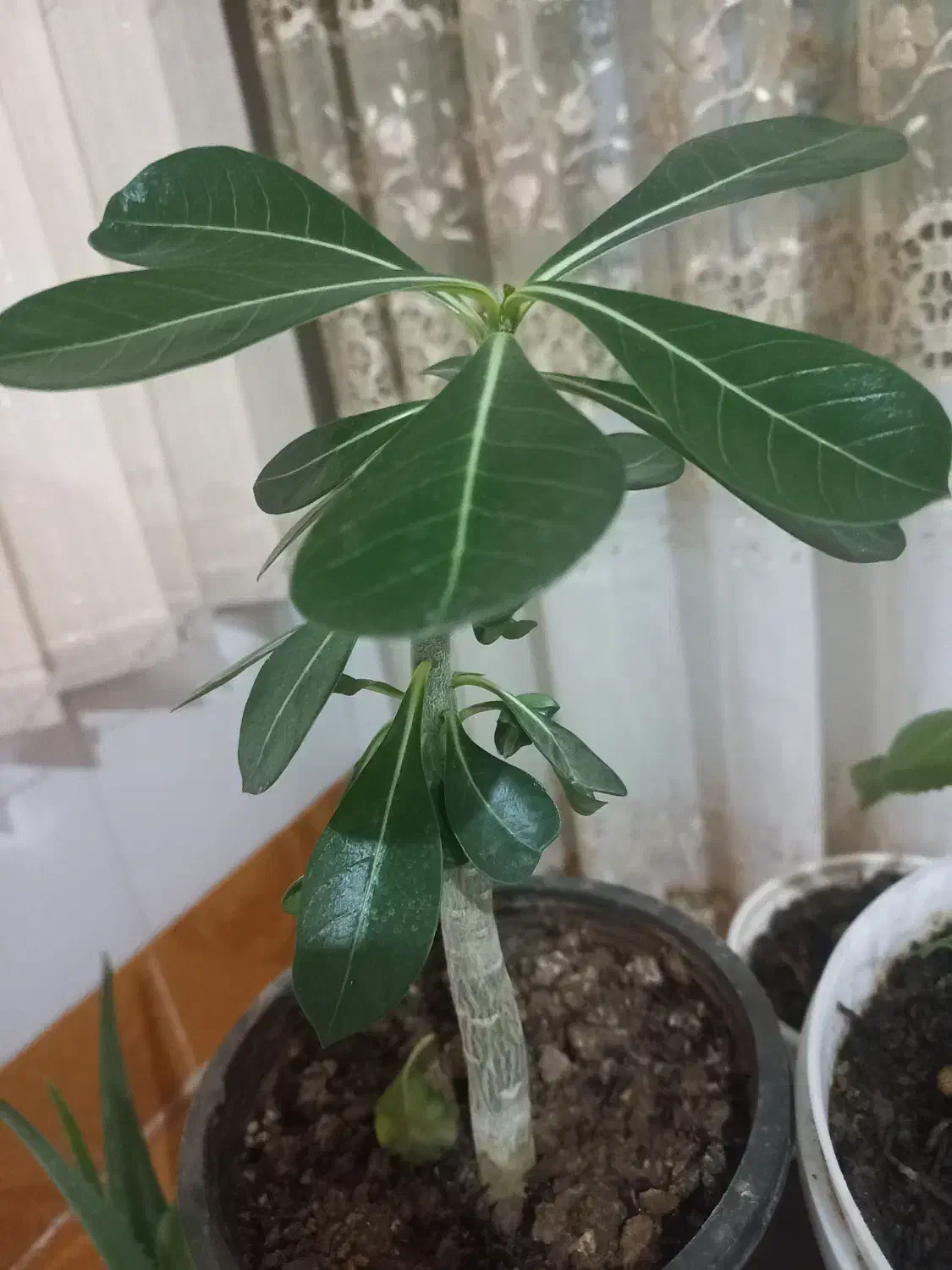 گل آدنیوم ....|گل و گیاه طبیعی|اهر, |دیوار