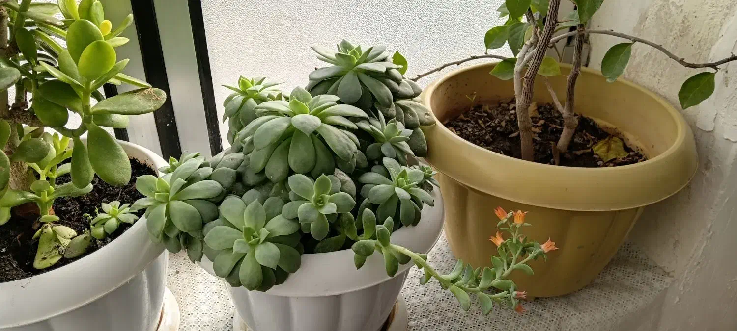 گل اپارتمانی|گل و گیاه طبیعی|خوی, |دیوار