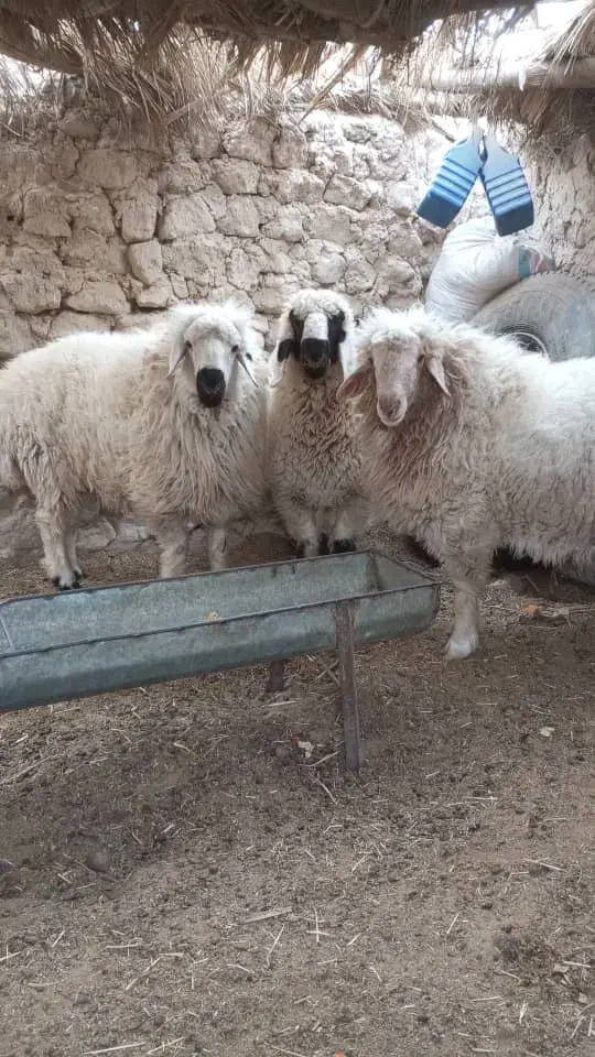 بره|حیوانات مزرعه|زابل, |دیوار