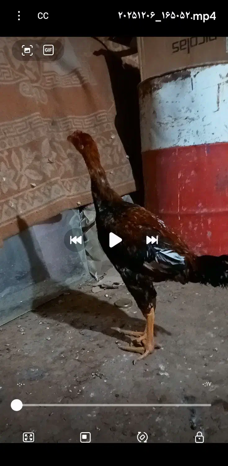 جوجه لاری|حیوانات مزرعه|نیشابور, دربقاضی|دیوار