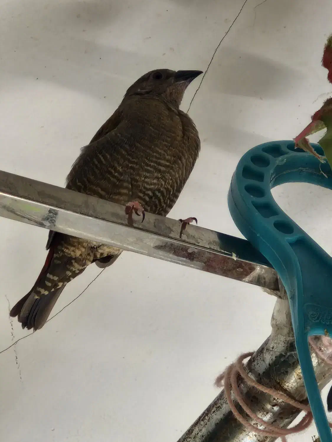 فنچ پتیلا بال زرد ماده|پرنده|اصفهان, گلزار|دیوار