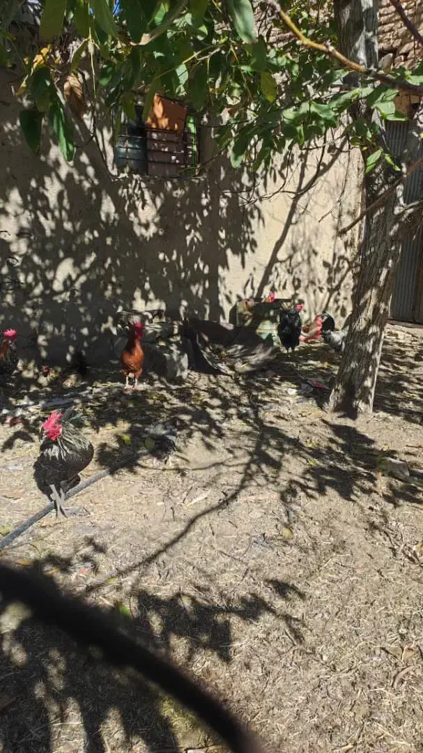 مرغ تخم گذار ۲۰عدد|حیوانات مزرعه|الیگودرز, |دیوار