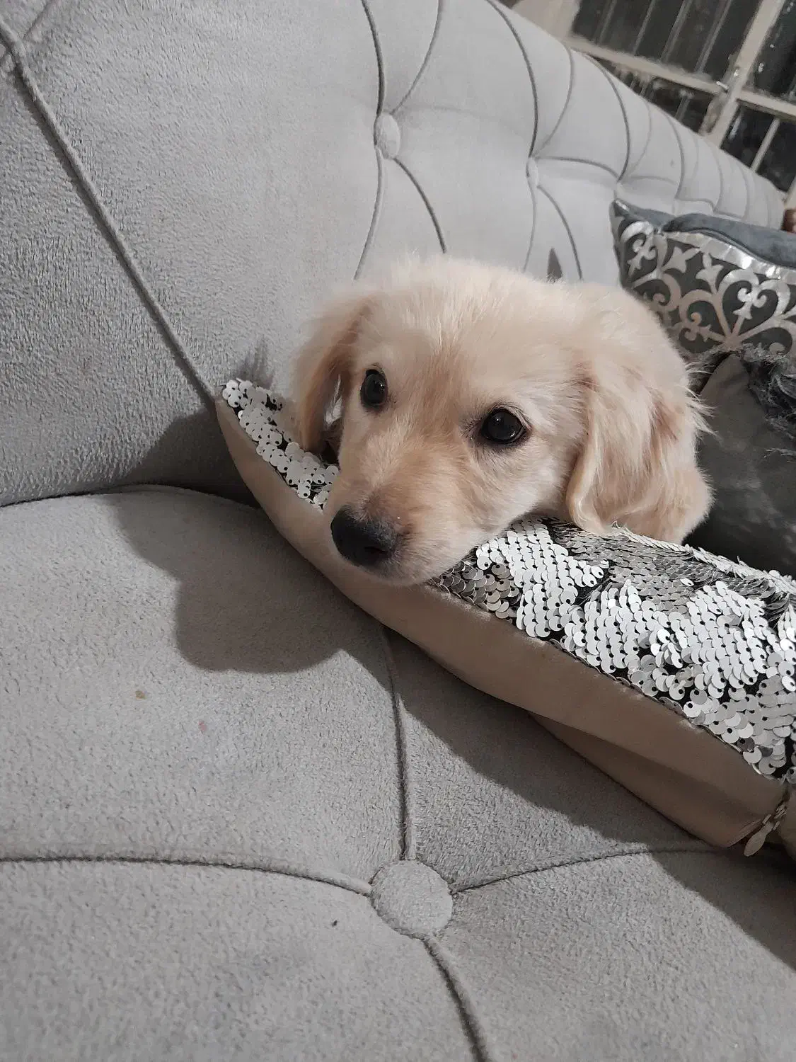 واگذاری سگ|سگ|مشهد, سیسآباد|دیوار