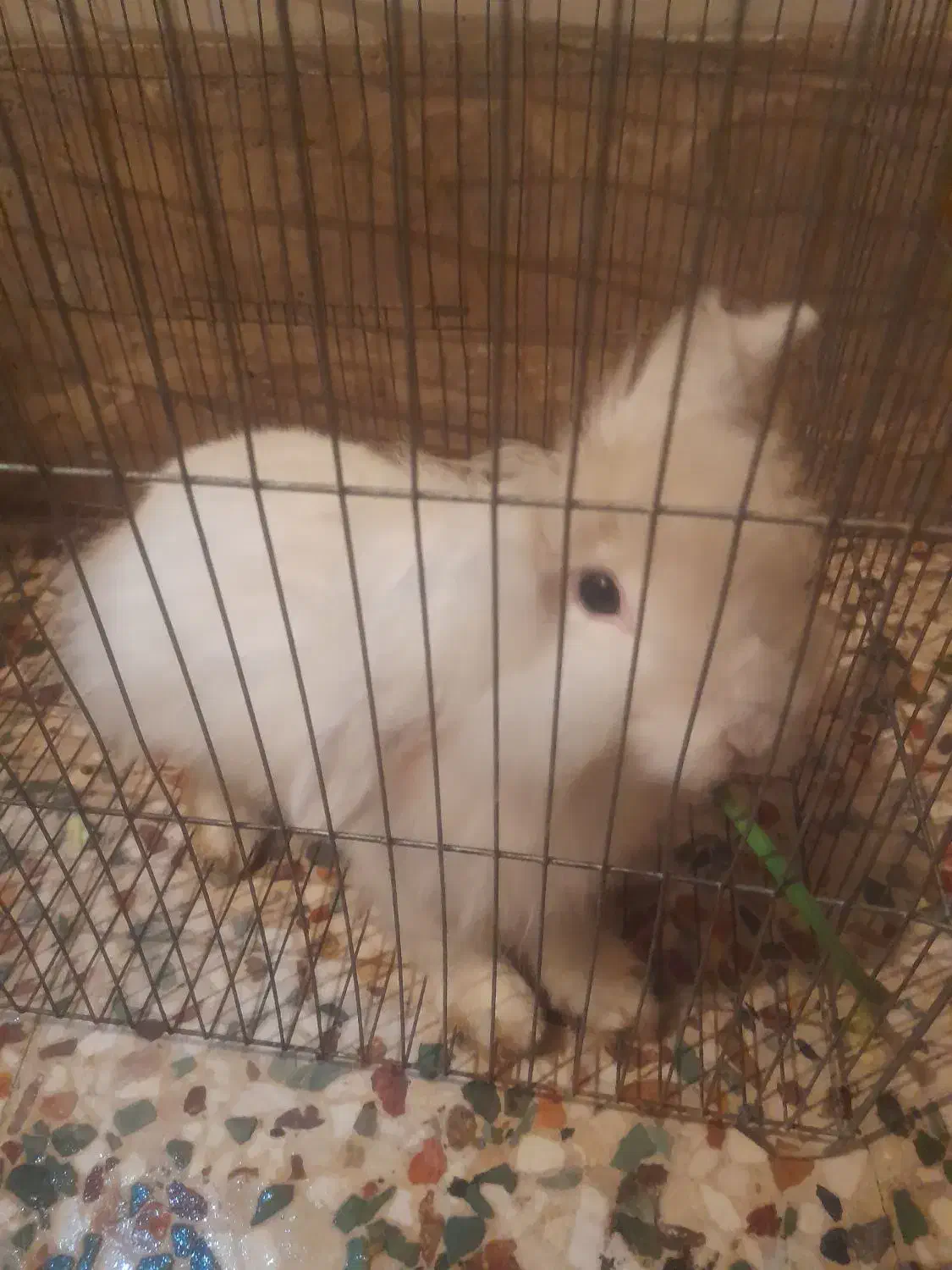 خرگوش|موش و خرگوش|رباط‌کریم, شهرک صنعتی نصیرآباد|دیوار