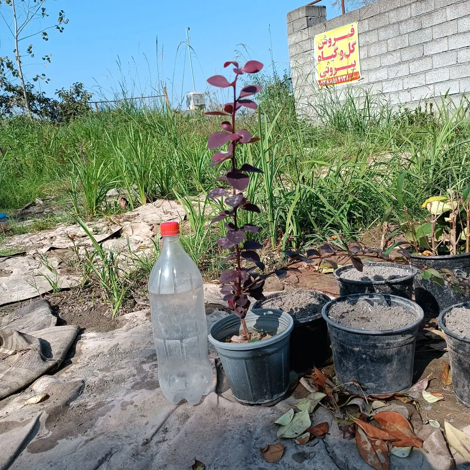 فروش گل باغچه لاوسون زرشک یاس|گل و گیاه طبیعی|خرم‌آباد (تنکابن), |دیوار