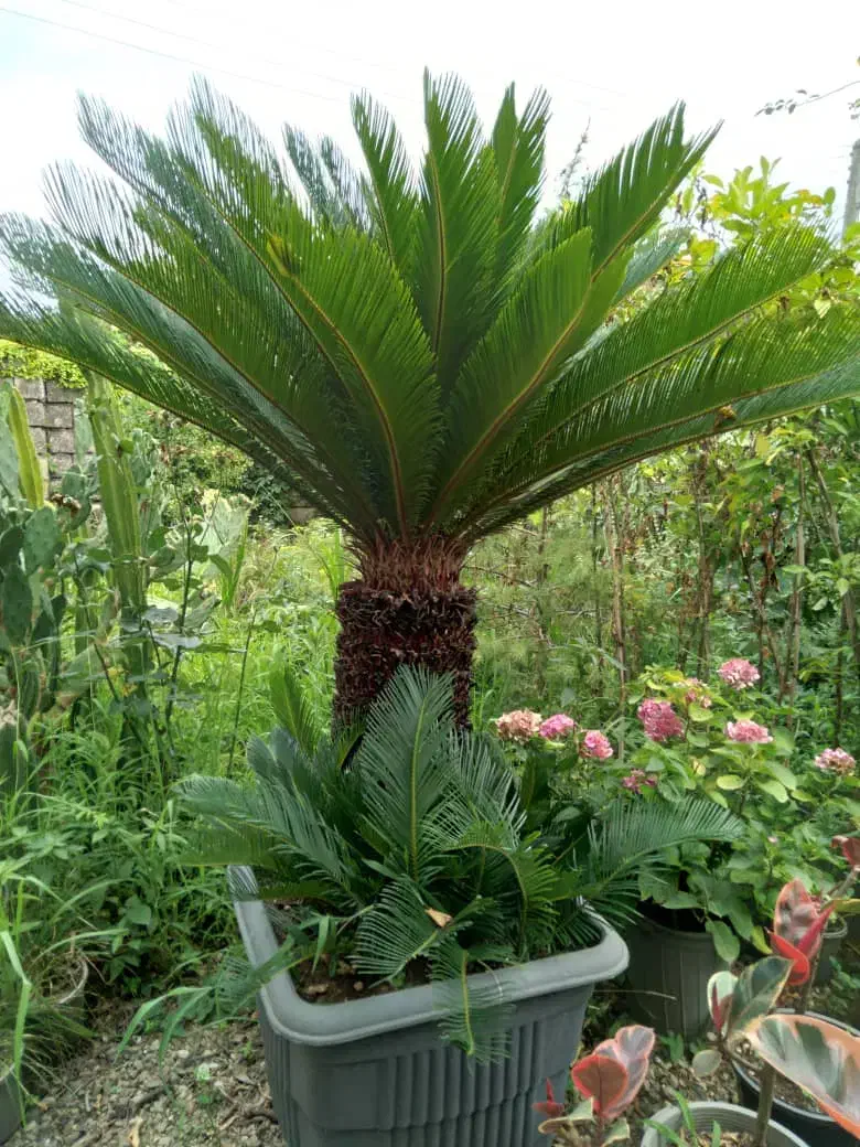 سیکاس وپالم‌ کاج طلای ونوکدار|گل و گیاه طبیعی|سیدان, |دیوار