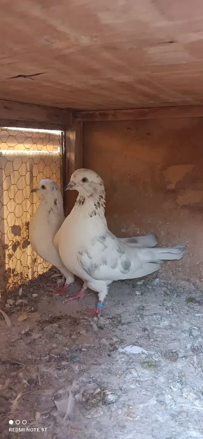 کفتر خال پیس|پرنده|ری, شهرک نظامی|دیوار