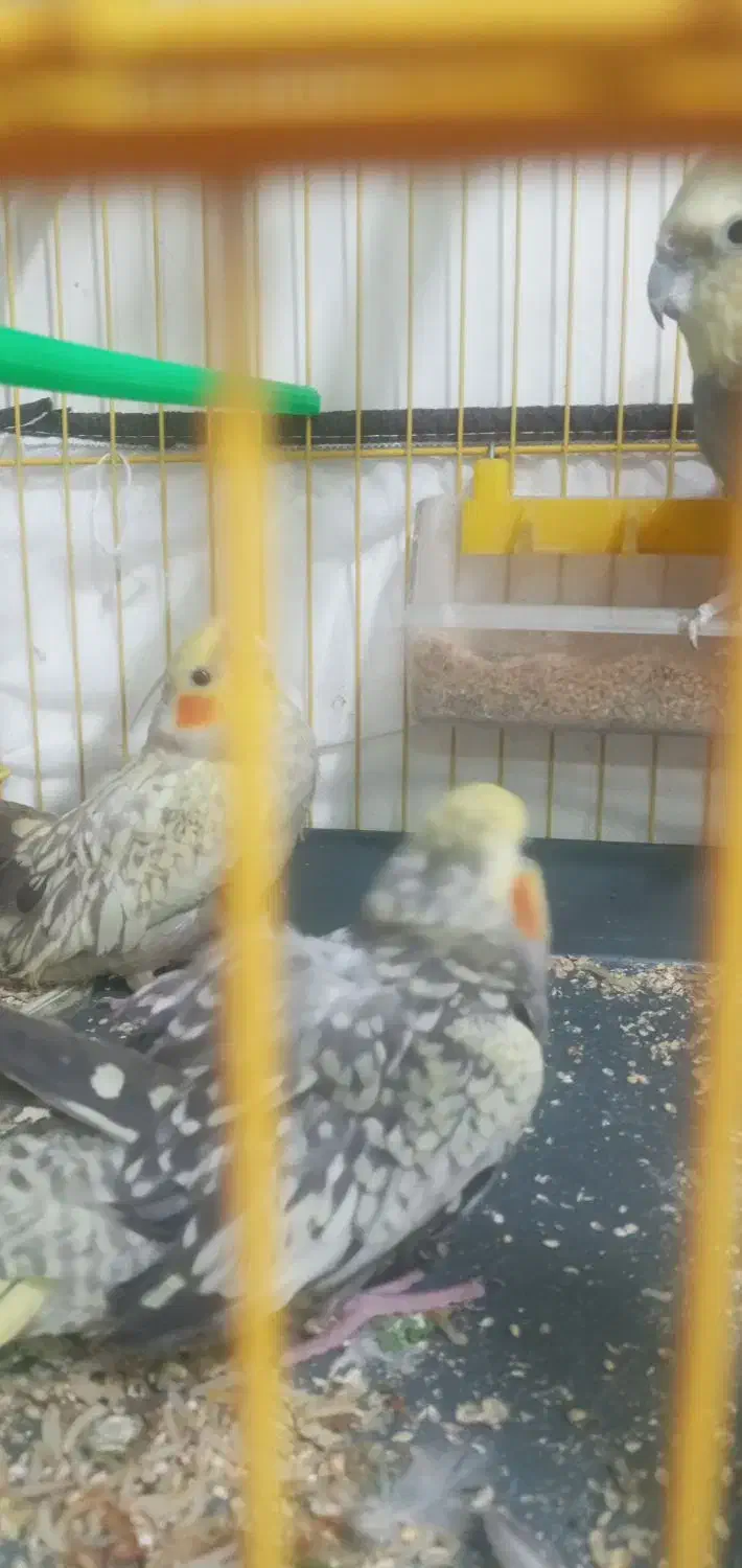 جوجه عروس هلندی|پرنده|تبریز, |دیوار