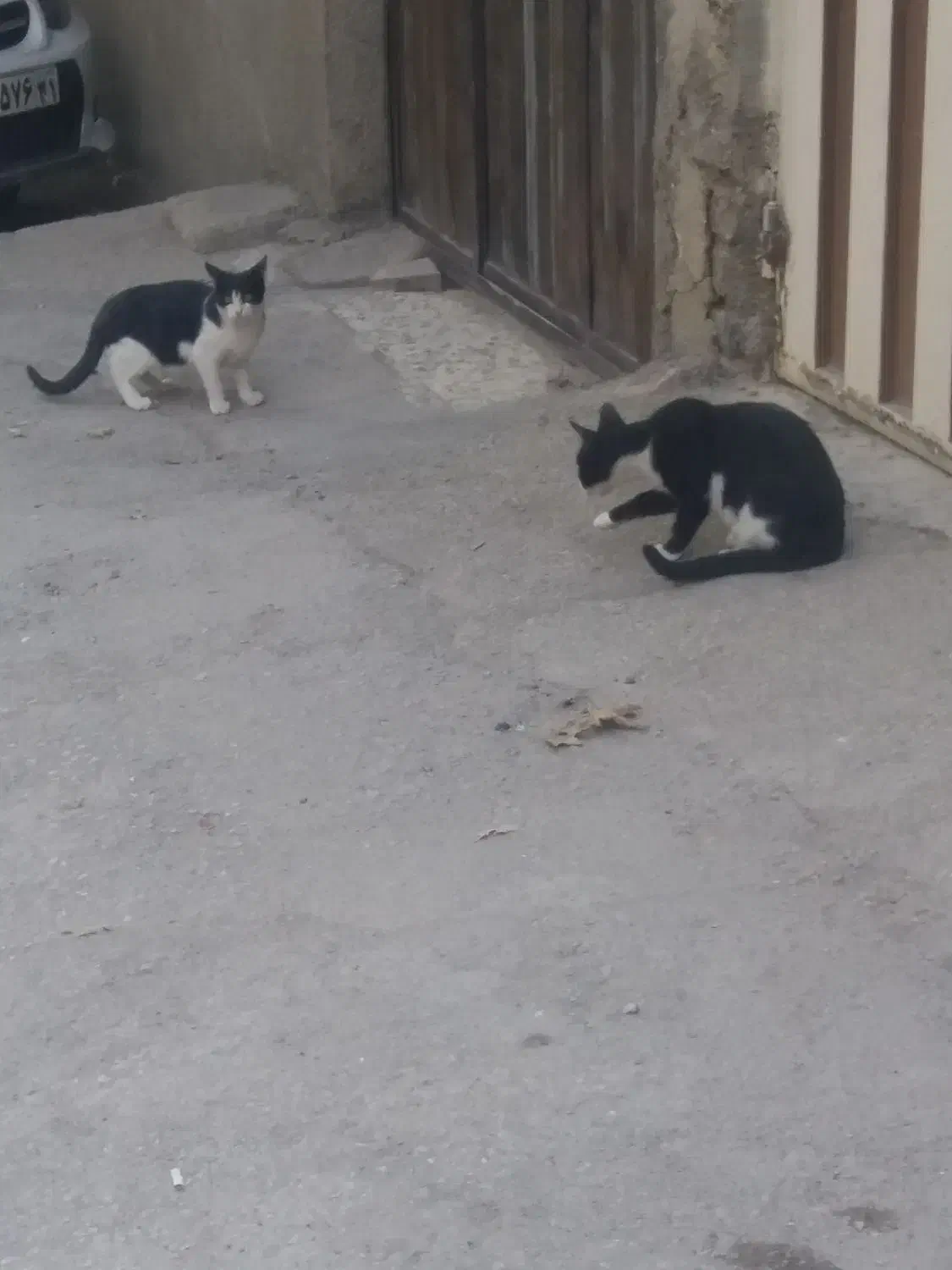 دوتا بچه گربه ناز تاکسیدو برای سرپرستی|گربه|خرم‌آباد, |دیوار