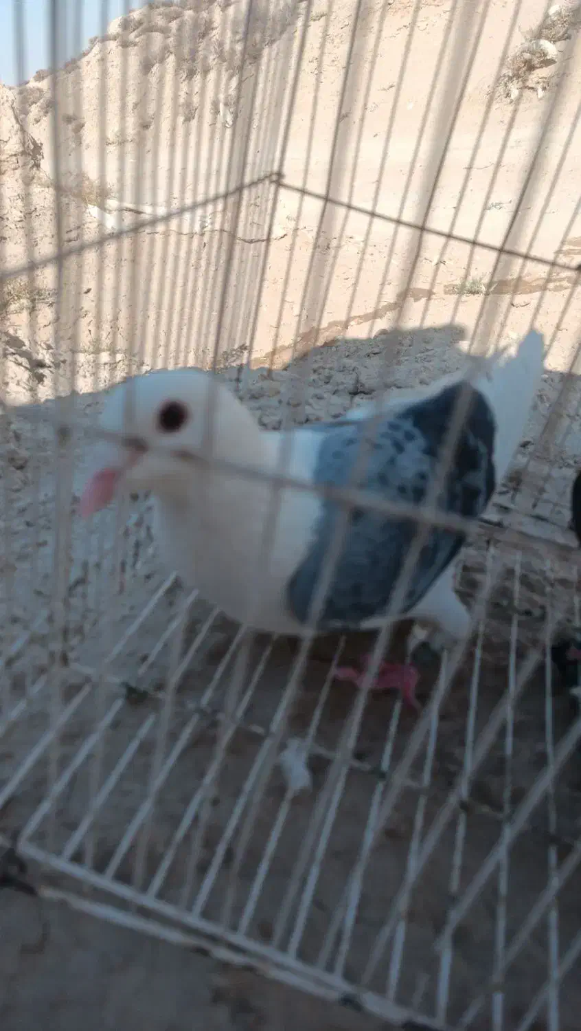 جفت کبوتر معاوضه|پرنده|زهک, |دیوار