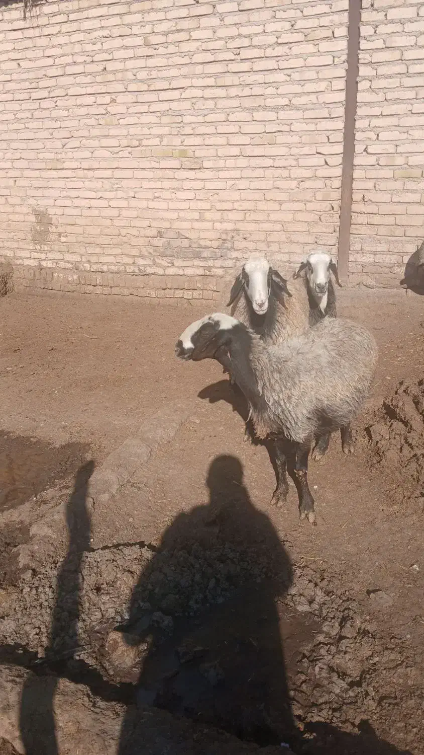 ۴۵۰۰۰۰۰۰۰|عمده‌فروشی|اسفرورین, |دیوار