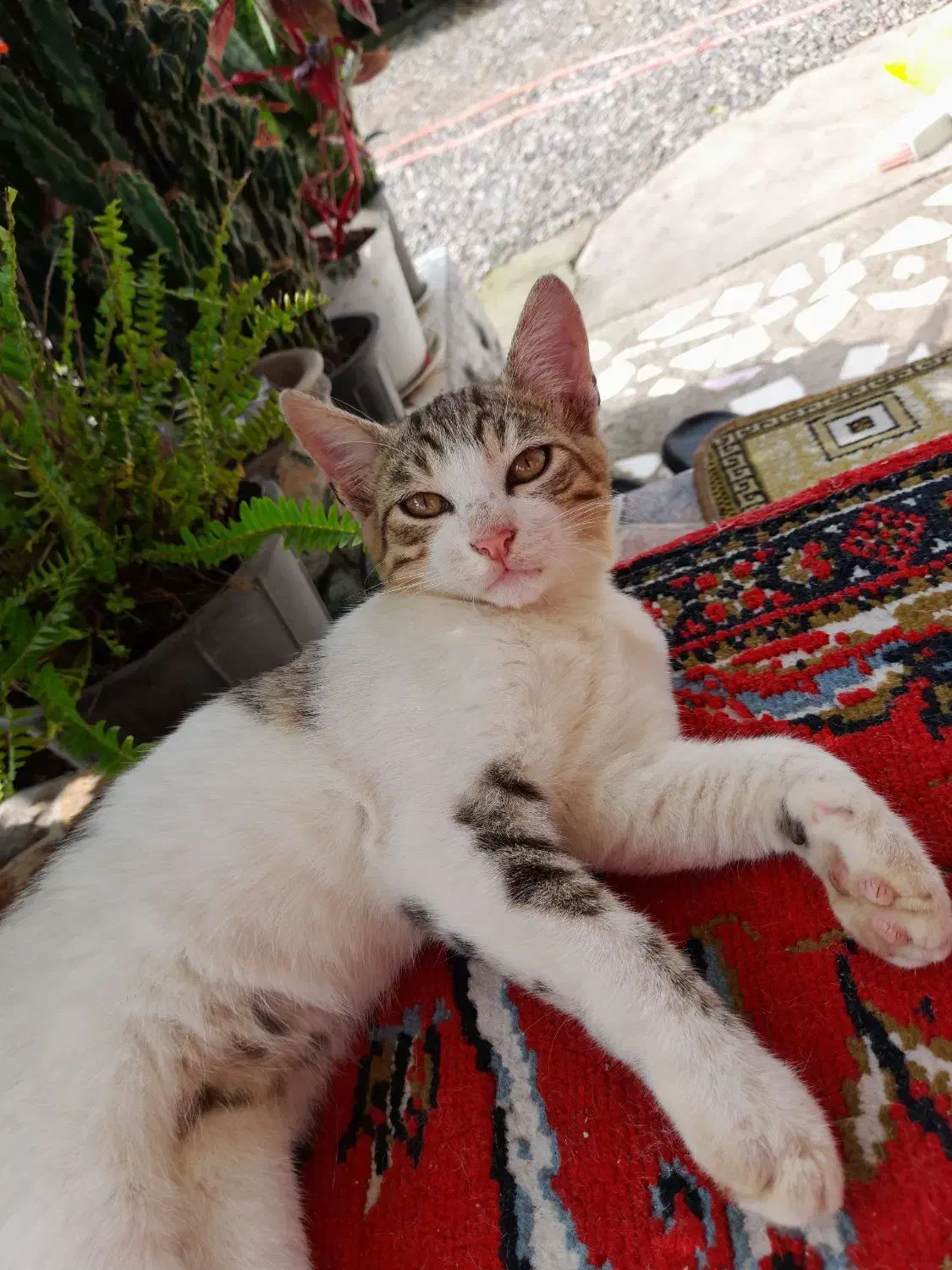 واگذاری گربه|گربه|بندر انزلی, لیچارگی حسن رود|دیوار