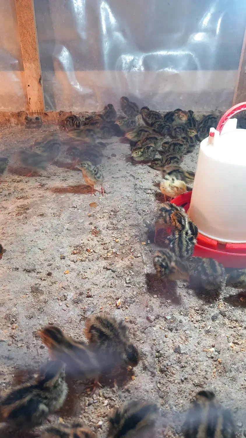 جوجه بلدرچین|پرنده|نیمروز, |دیوار