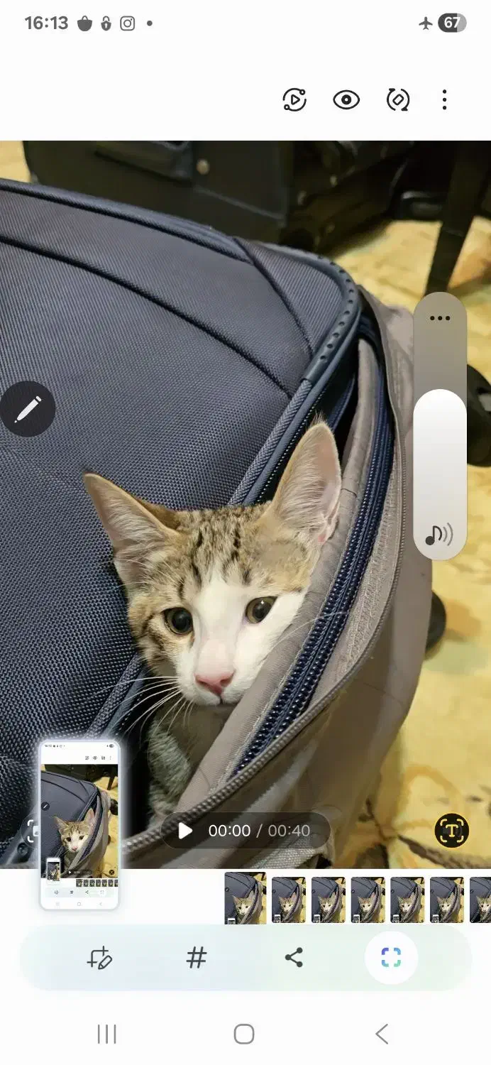 واگذاری گربه|گربه|تهران, شهران شمالی|دیوار