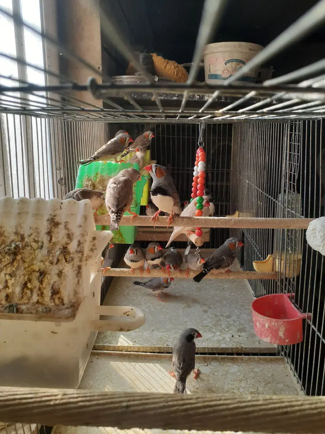 فروش پرنده فنچ|پرنده|قزوین, |دیوار