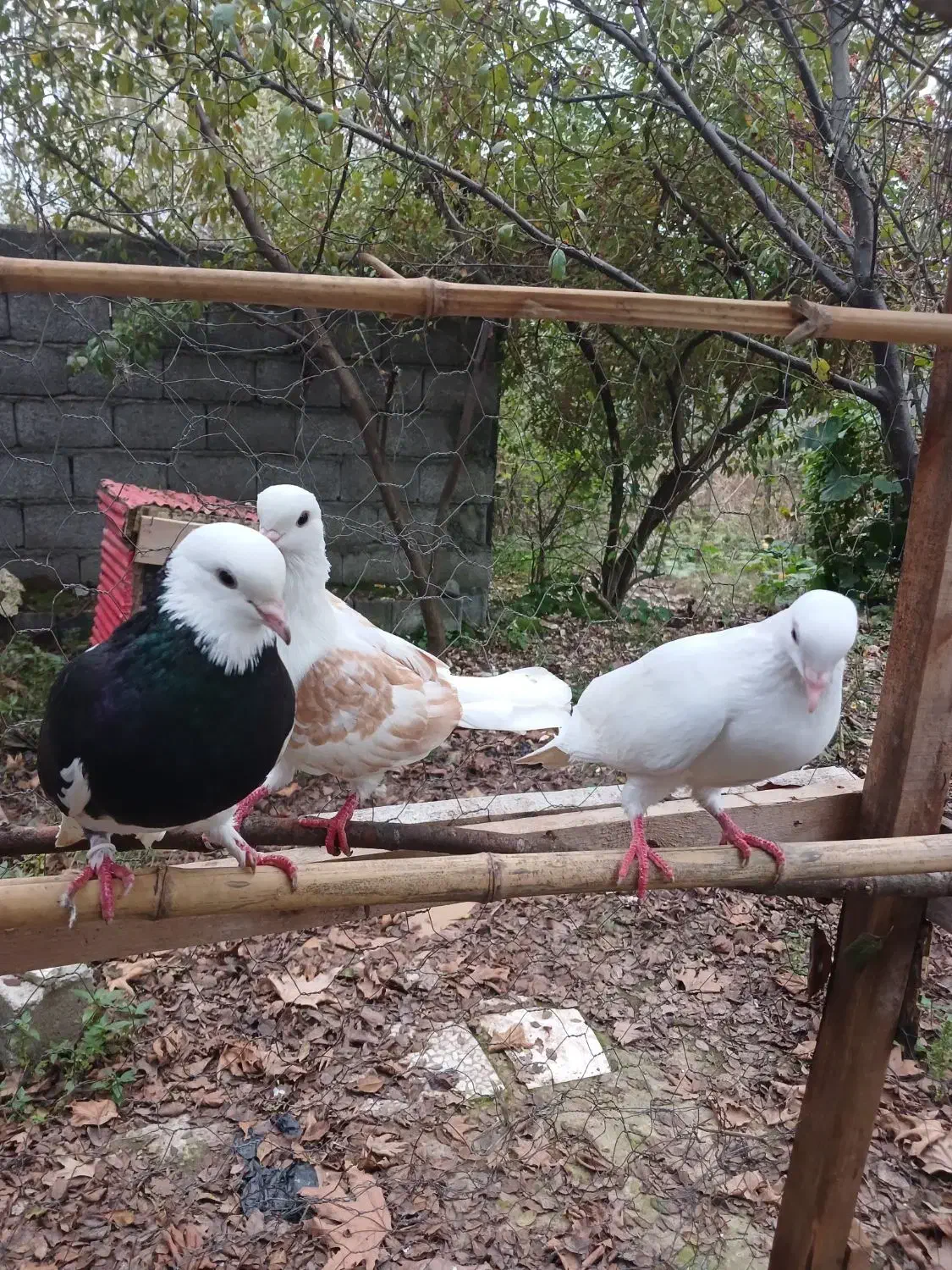 سه عدد کبوتر|پرنده|آستانه اشرفیه, |دیوار